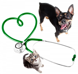 medicina-veterinario-yuncos