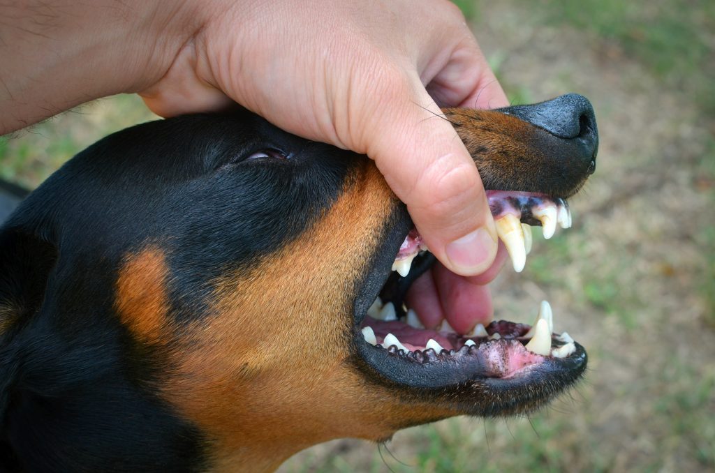 dientes-perro