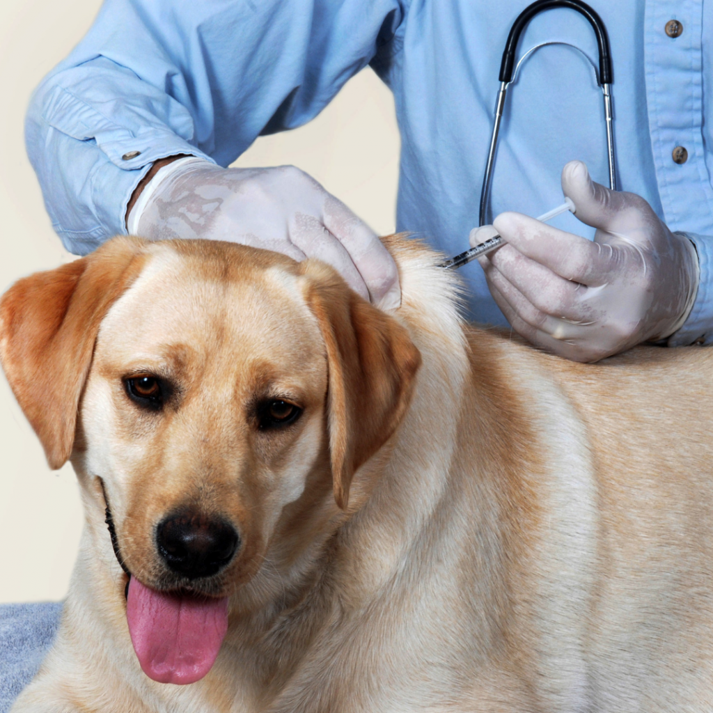 vacuna-perro-rabia