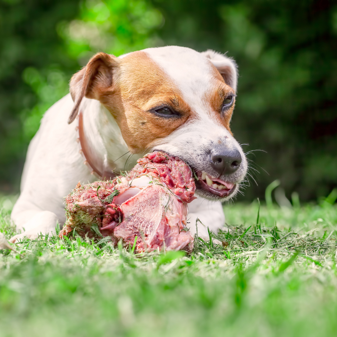perro-comiendo-carne