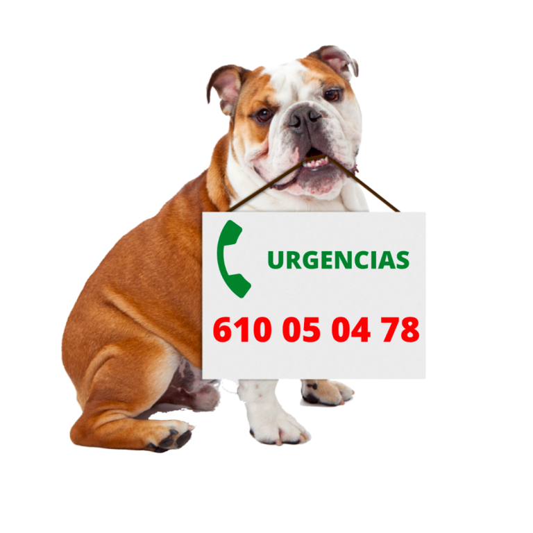 telefono-urgencia-veterinario